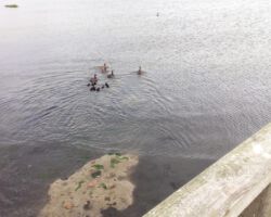 Entenfamilie am Steg