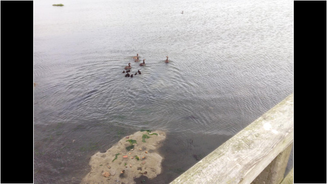 Entenfamilie am Steg