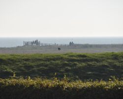 Aussichtssteg im Dunst